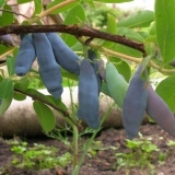 Sorte orlovih noktiju za moskovsku regiju: slatke i velike, jestive i ukrasne